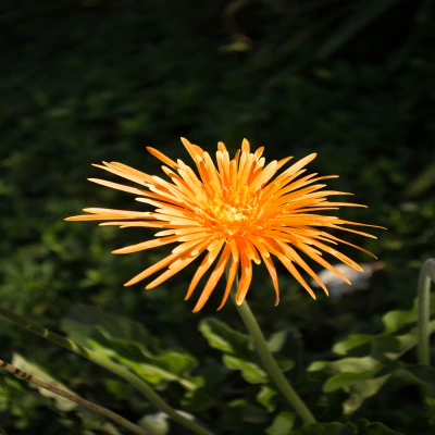 Photography