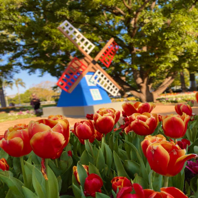Carnival of Flowers